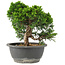 Juniperus chinensis Itoigawa, 22 cm, ± 15 años
