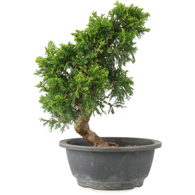 Juniperus chinensis Itoigawa, 28 cm, ± 15 ans