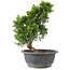 Juniperus chinensis Itoigawa, 28 cm, ± 15 jaar oud