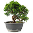 Juniperus chinensis Itoigawa, 22 cm, ± 15 jaar oud