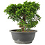 Juniperus chinensis Itoigawa, 22 cm, ± 15 años