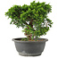 Juniperus chinensis Itoigawa, 22 cm, ± 15 Jahre alt