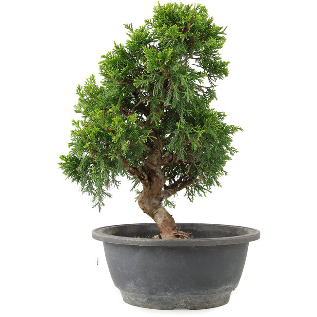 Juniperus chinensis Itoigawa, 28 cm, ± 15 años