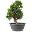 Juniperus chinensis Itoigawa, 28 cm, ± 15 Jahre alt