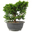 Juniperus chinensis Itoigawa, 22 cm, ± 15 ans
