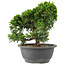 Juniperus chinensis Itoigawa, 22 cm, ± 15 anni