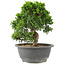 Juniperus chinensis Itoigawa, 22 cm, ± 15 anni