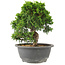 Juniperus chinensis Itoigawa, 22 cm, ± 15 jaar oud