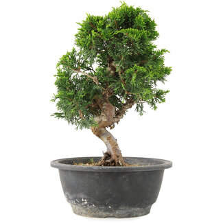 Juniperus chinensis Itoigawa, 26 cm, ± 15 anni