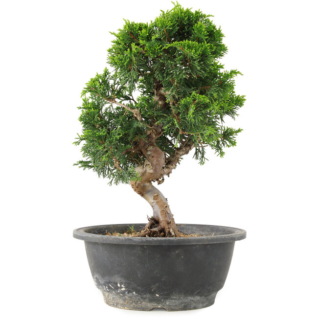 Juniperus chinensis Itoigawa, 26 cm, ± 15 anni