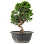 Juniperus chinensis Itoigawa, 26 cm, ± 15 ans