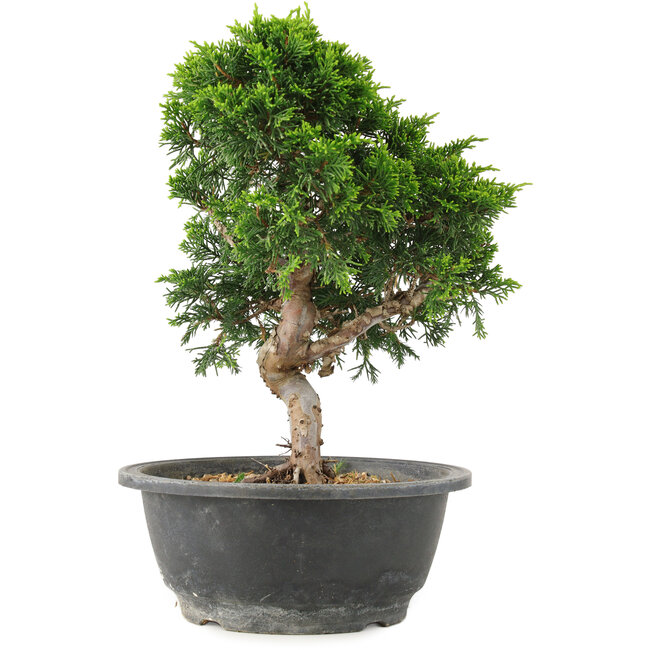 Juniperus chinensis Itoigawa, 26 cm, ± 15 años