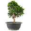 Juniperus chinensis Itoigawa, 26 cm, ± 15 years old