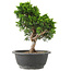 Juniperus chinensis Itoigawa, 26 cm, ± 15 Jahre alt