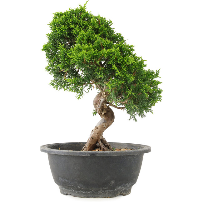 Juniperus chinensis Itoigawa, 26 cm, ± 15 Jahre alt
