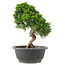 Juniperus chinensis Itoigawa, 26 cm, ± 15 anni