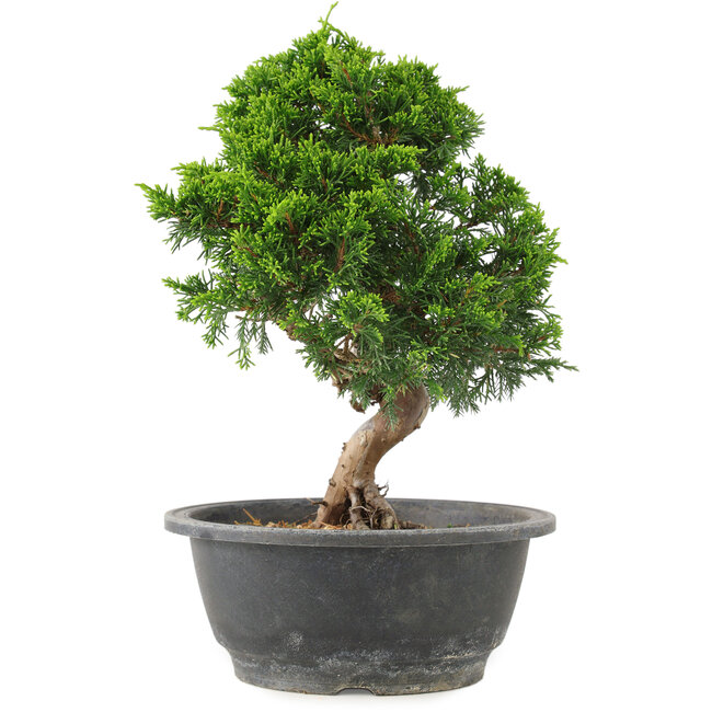 Juniperus chinensis Itoigawa, 26 cm, ± 15 años