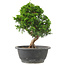 Juniperus chinensis Itoigawa, 26 cm, ± 15 jaar oud