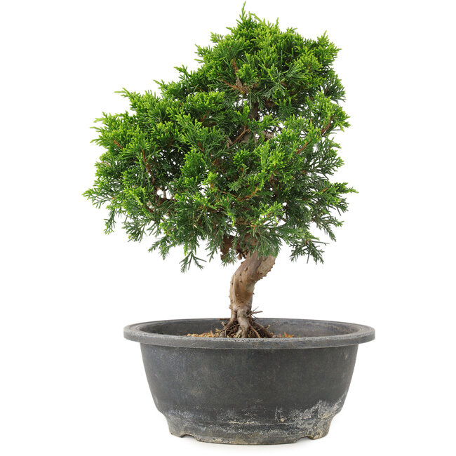 Juniperus chinensis Itoigawa, 26 cm, ± 15 years old