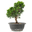 Juniperus chinensis Itoigawa, 26 cm, ± 15 ans