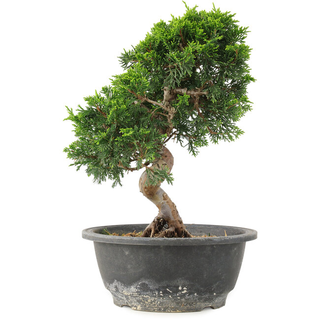 Juniperus chinensis Itoigawa, 26 cm, ± 15 ans