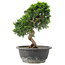 Juniperus chinensis Itoigawa, 26 cm, ± 15 anni