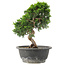 Juniperus chinensis Itoigawa, 26 cm, ± 15 Jahre alt