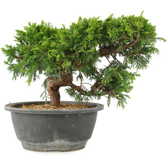 Juniperus chinensis Itoigawa, 18 cm, ± 15 jaar oud