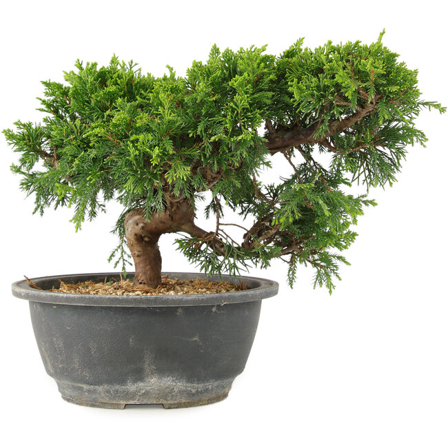 Juniperus chinensis Itoigawa, 18 cm, ± 15 anni