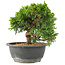 Juniperus chinensis Itoigawa, 18 cm, ± 15 años