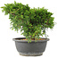 Juniperus chinensis Itoigawa, 18 cm, ± 15 años