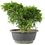 Juniperus chinensis Itoigawa, 18 cm, ± 15 Jahre alt