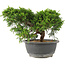 Juniperus chinensis Itoigawa, 18 cm, ± 15 jaar oud