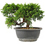 Juniperus chinensis Itoigawa, 18 cm, ± 15 años