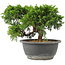 Juniperus chinensis Itoigawa, 18 cm, ± 15 Jahre alt