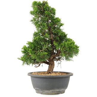 Juniperus chinensis Itoigawa, 32 cm, ± 15 ans