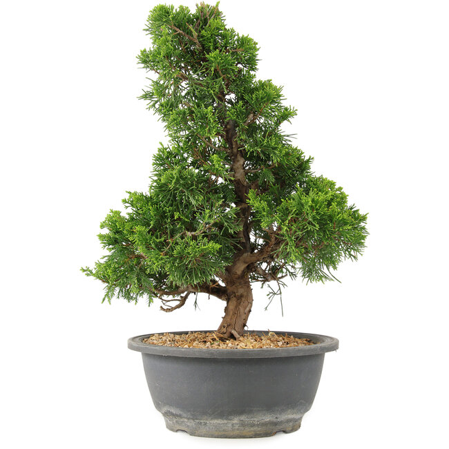 Juniperus chinensis Itoigawa, 32 cm, ± 15 anni