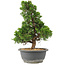 Juniperus chinensis Itoigawa, 32 cm, ± 15 años