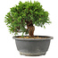 Juniperus chinensis Itoigawa, 18 cm, ± 15 ans