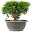 Juniperus chinensis Itoigawa, 18 cm, ± 15 ans