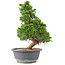 Juniperus chinensis Itoigawa, 32 cm, ± 15 anni