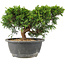 Juniperus chinensis Itoigawa, 18 cm, ± 15 años