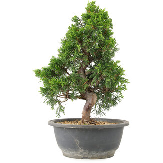 Juniperus chinensis Itoigawa, 30 cm, ± 15 years old