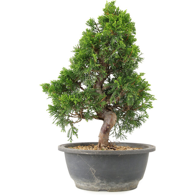 Juniperus chinensis Itoigawa, 30 cm, ± 15 jaar oud