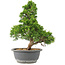Juniperus chinensis Itoigawa, 32 cm, ± 15 anni