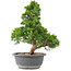 Juniperus chinensis Itoigawa, 32 cm, ± 15 jaar oud