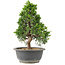 Juniperus chinensis Itoigawa, 30 cm, ± 15 anni