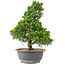 Juniperus chinensis Itoigawa, 32 cm, ± 15 ans