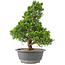 Juniperus chinensis Itoigawa, 32 cm, ± 15 jaar oud