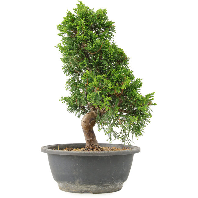 Juniperus chinensis Itoigawa, 30 cm, ± 15 ans